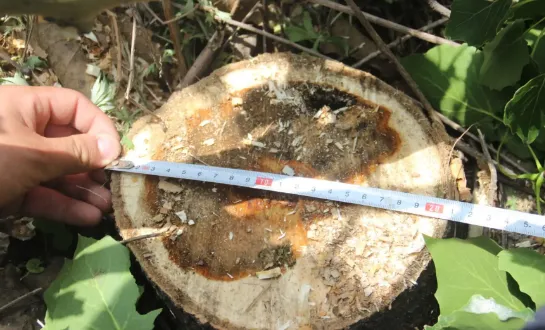 盗伐苗木怎么定罪的