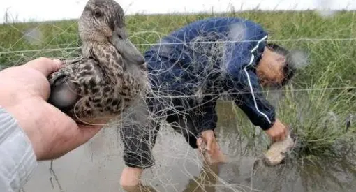 抓鸟怎么定罪的